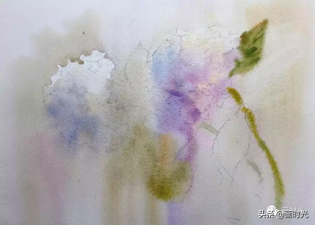 水彩绣球花教程,水彩画绣球花教学