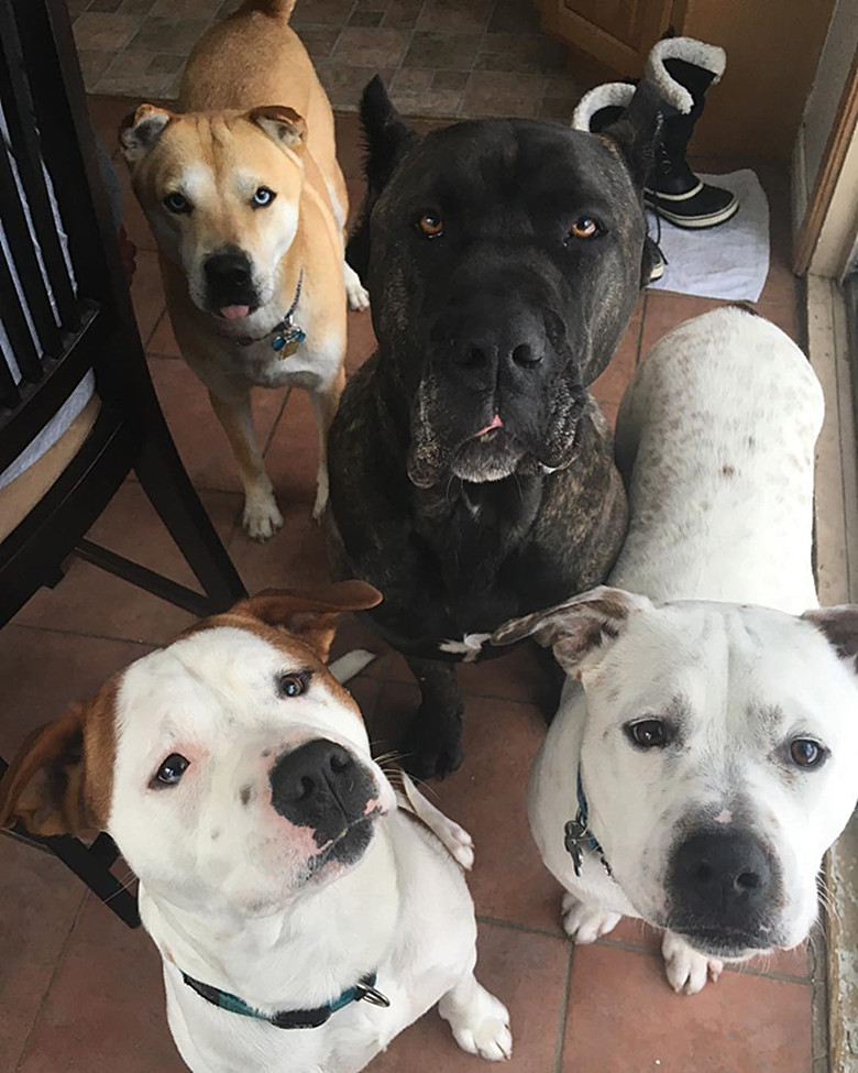 狗嚎叫怎么训练,狗乱叫咬人训练