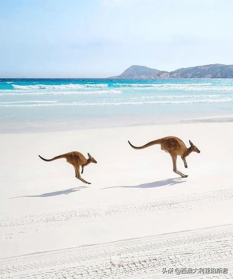 这个梗火爆全网？既然提到privilege，那就说说西澳人的高傲在哪