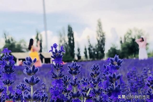 国产薰衣草精油品牌,疆颂熏衣草纯天然精油