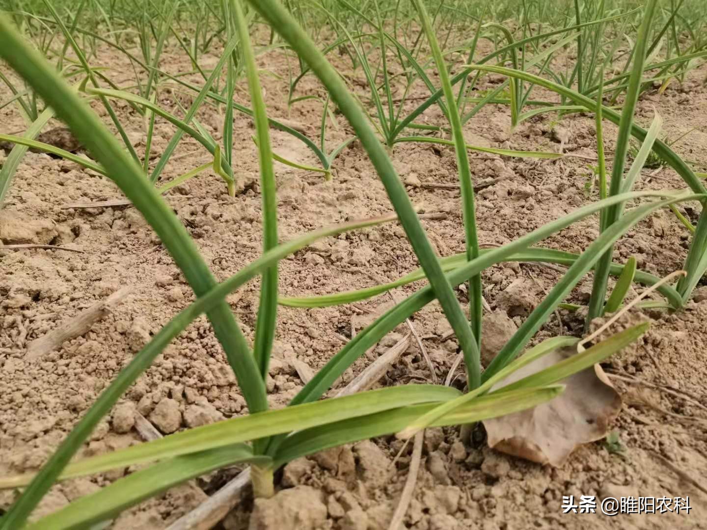 大蒜全黄叶了,大蒜黄叶是不是土壤有菌