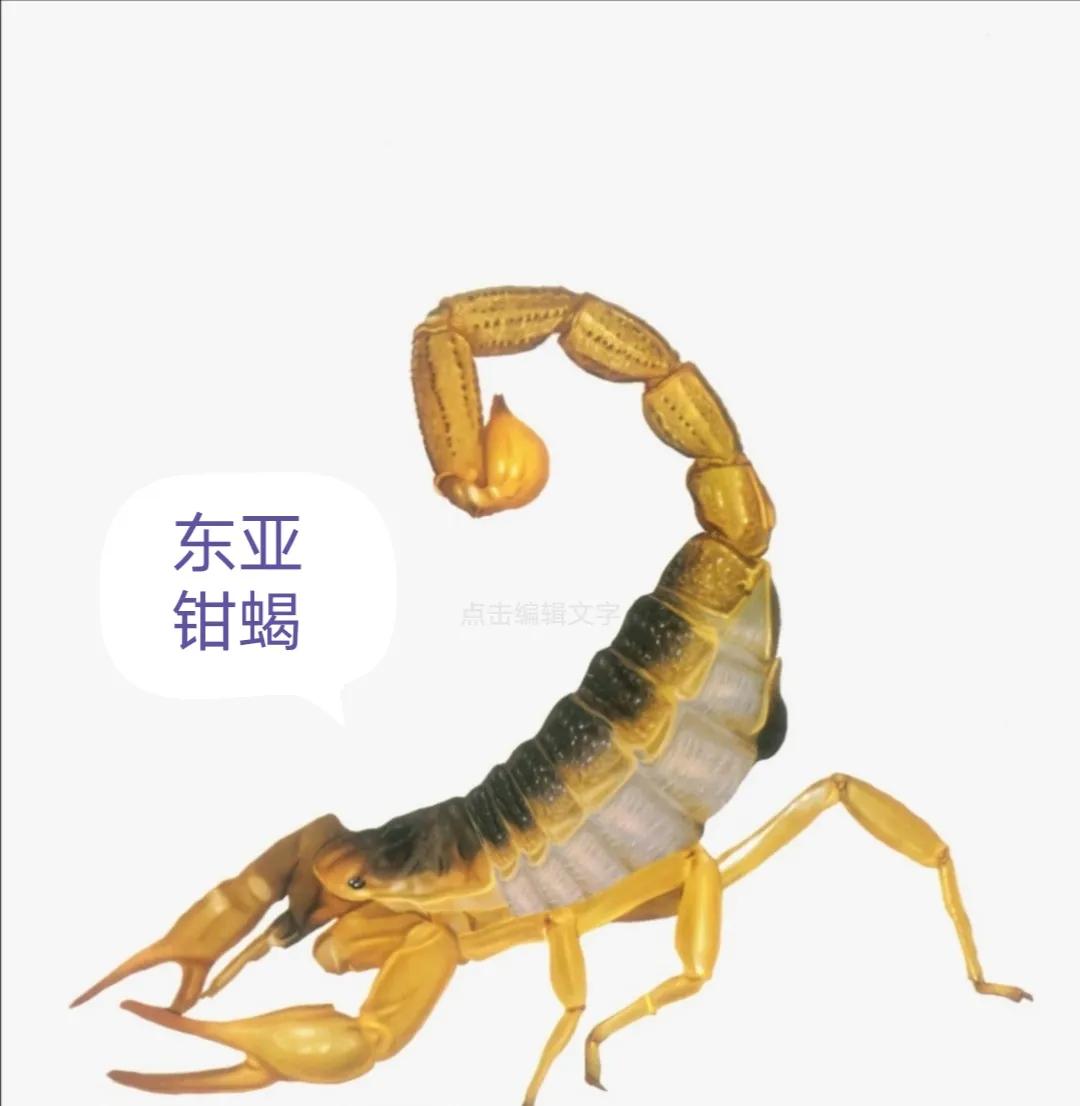 中药古今研究桑寄生,中药古今研究郁金