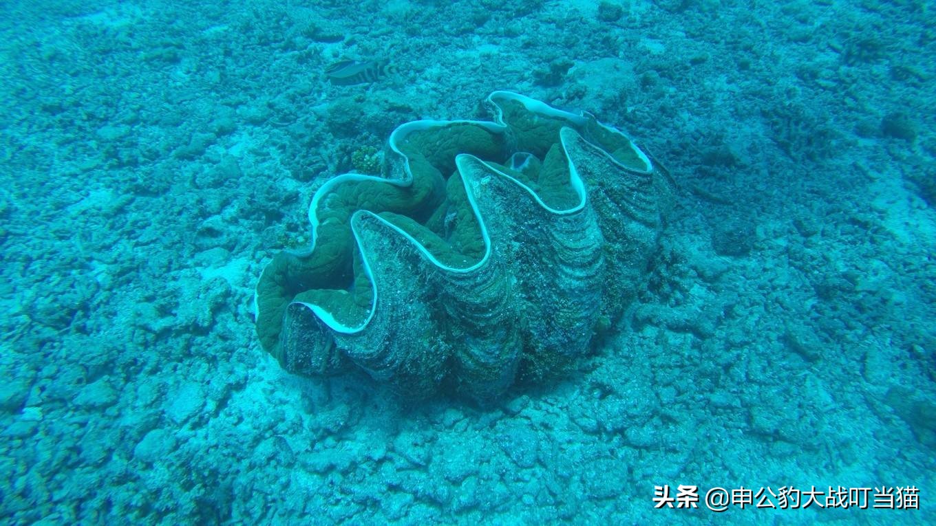 2023鬼吹灯南海归墟在线观看免费,鬼吹灯之南海归墟恨天族