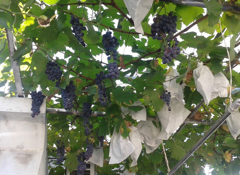 乡下比较适合的爬藤植物,有院子必养4种爬藤花