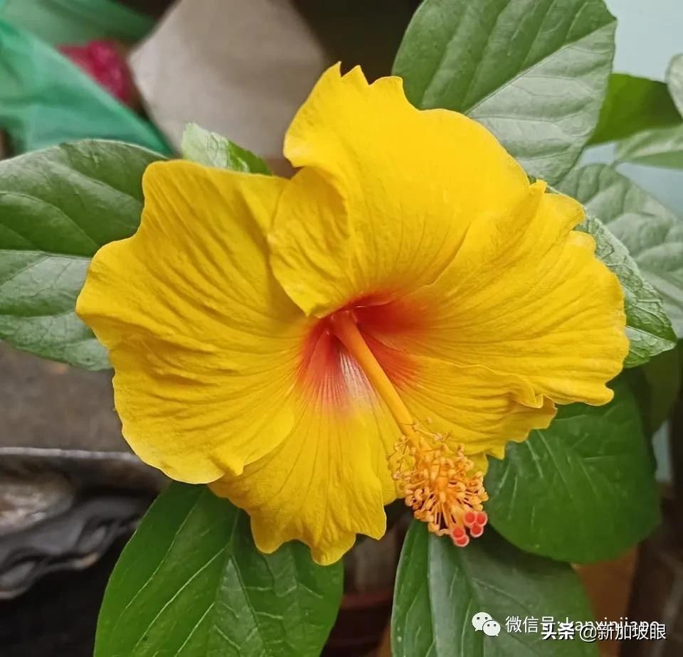 扶桑花和木槿花的区别图片,扶桑木槿花图片