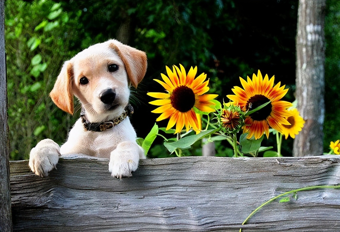 狗狗叫什么名字好听顺口霸气,狗狗叫什么名字霸气招财