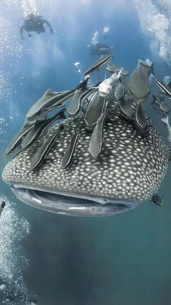 世界上最惊艳的海底照,100张绝美的海底照片