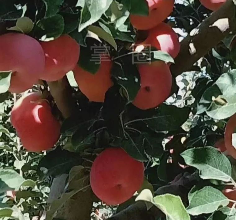 NO.914：阿克苏本地交通、天气、求职招聘、出租转让、农林牧副渔