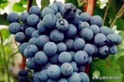 宁夏酒庄之旅,银川酒庄之旅