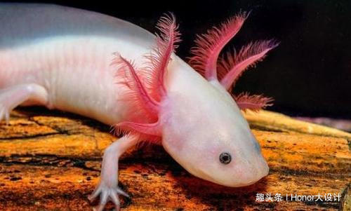 世界上最胖的六角恐龙,最罕见的蓝色六角恐龙