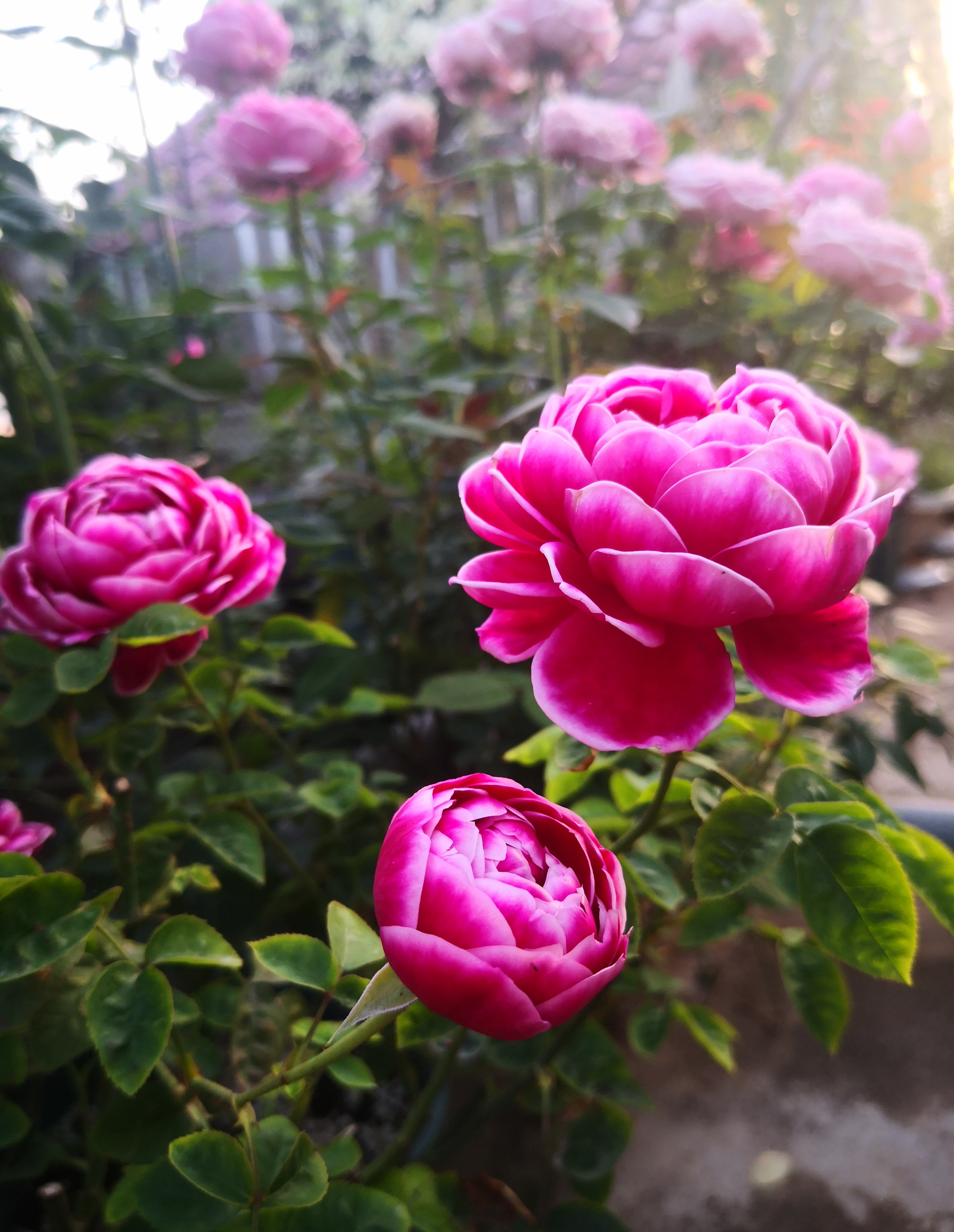 盆栽花卉橙芭比,盆栽花卉新品种