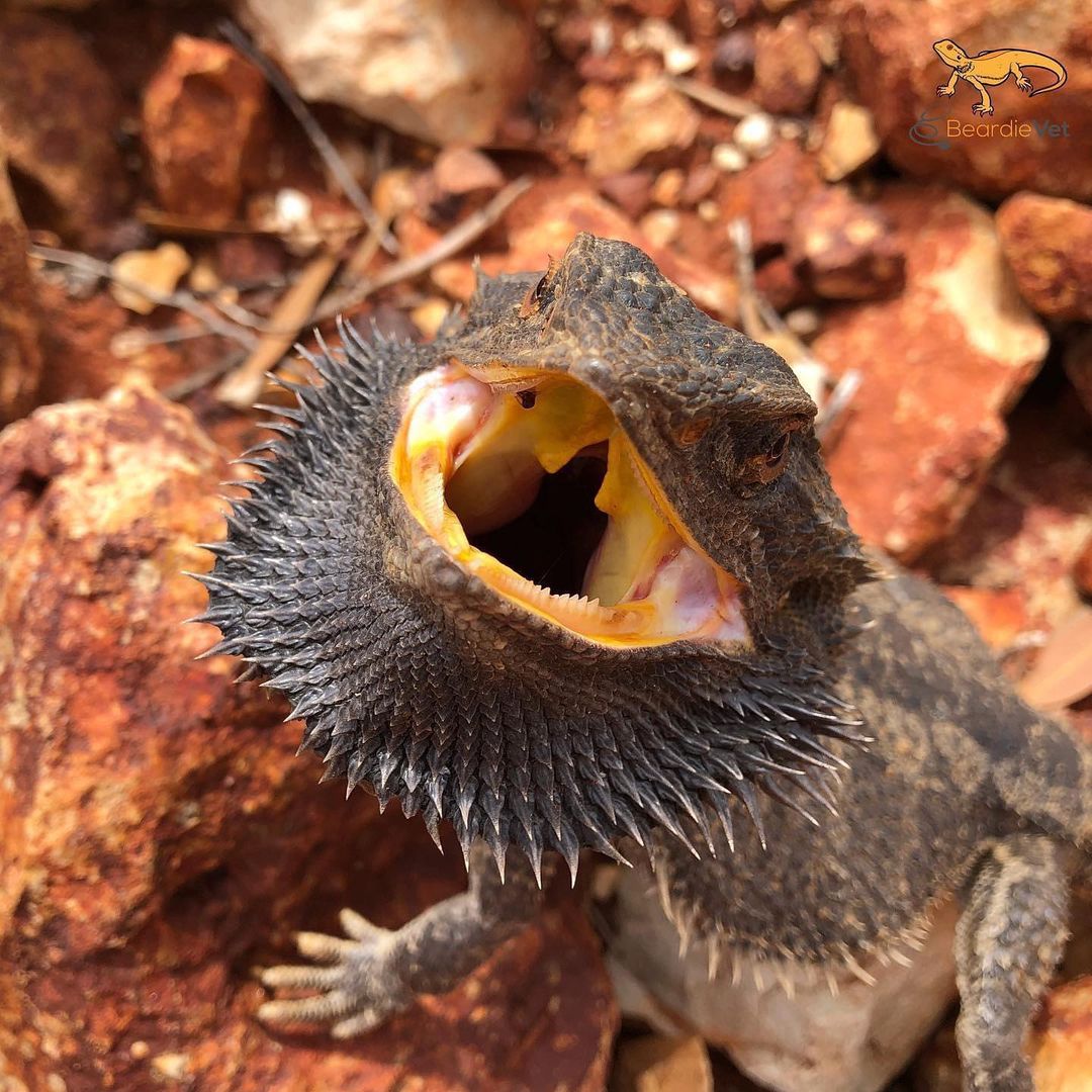 鬃狮蜥饲养箱用什么材料,鬃狮蜥新手入门饲养指南
