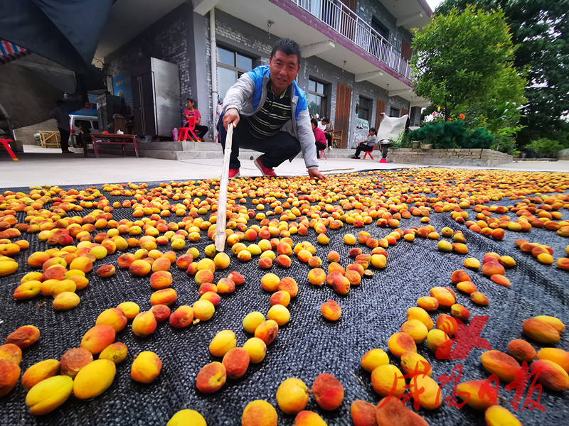 陕西永寿：种下“杏”福果荒山变成“致富山”