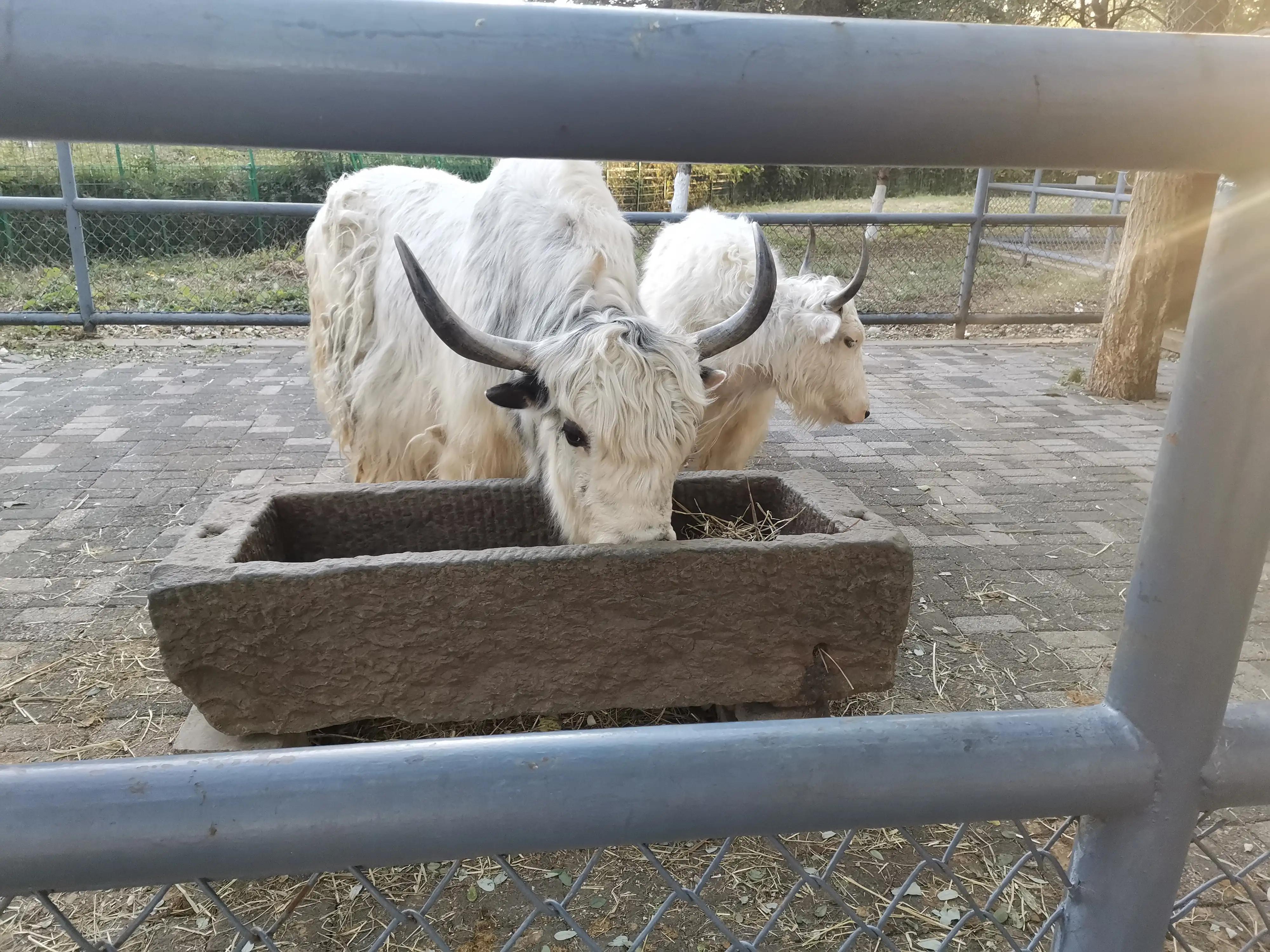 沈阳长白岛森林公园旅游攻略,沈阳长白岛森林公园冬天瀑布