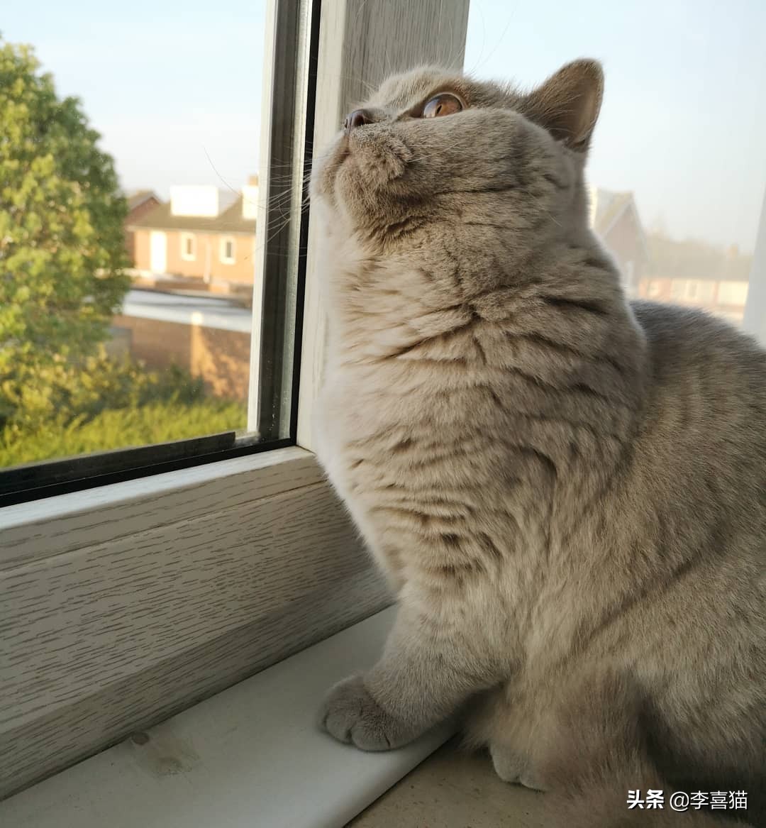 辟谣：自己养的猫随便摸？撸猫要讲究方法，不然就是在消耗信任度