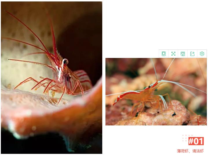 海精灵鱼友快问快答，这些你都知道吗？