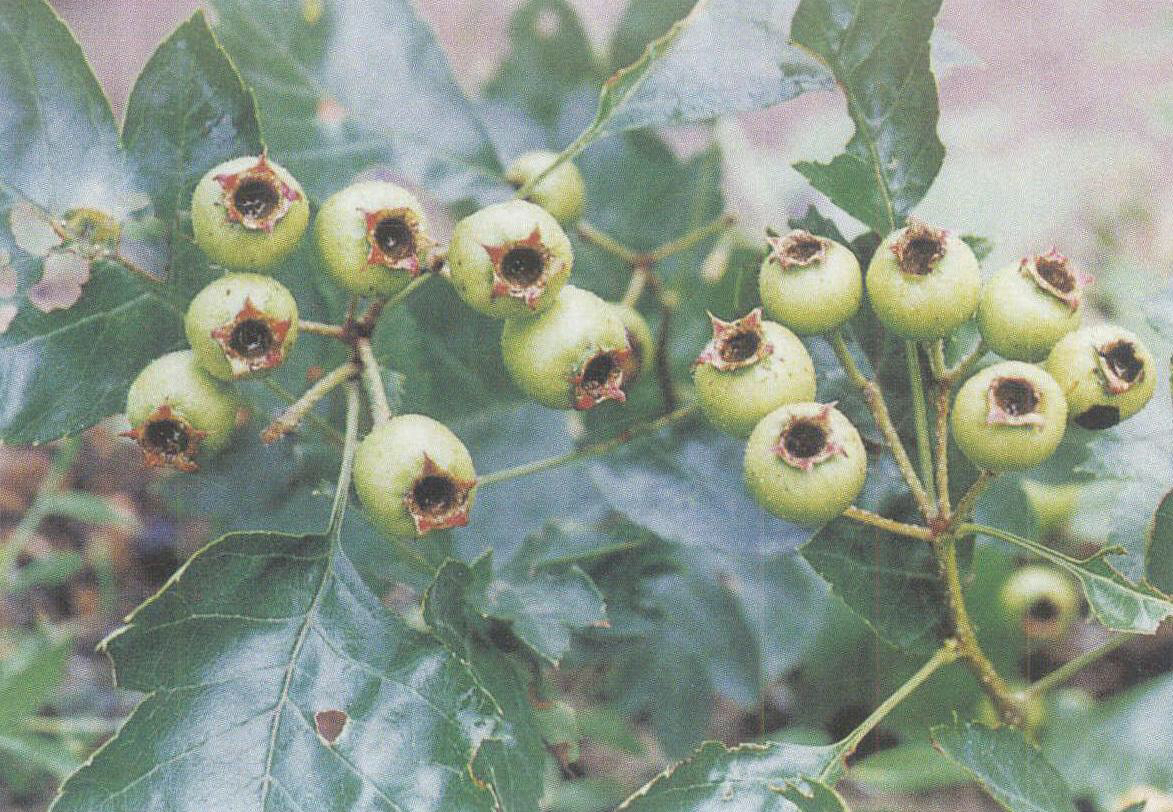 野山楂药用功效,中药材野山姜