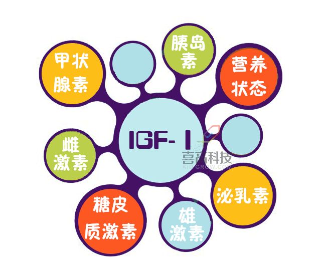 生长因子结合蛋白报告单解读,生长因子igf-1正常值