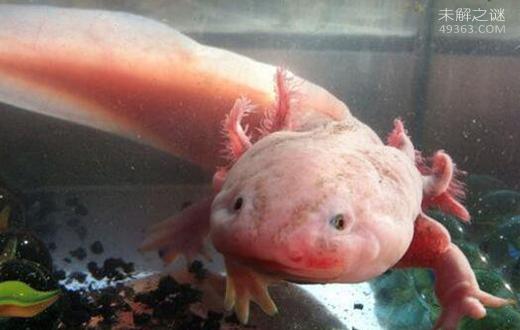 六角龙鱼怎么养图片,六角龙鱼怎么养长得快