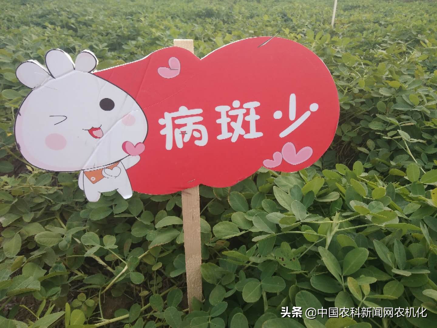 正阳县花生种植全过程,花生种植技术工作推荐