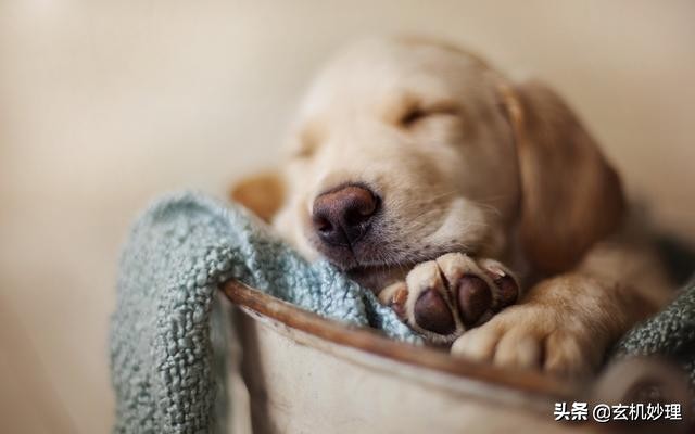 1963年2月12日出生属兔2022年运势,明日生肖兔财运方位