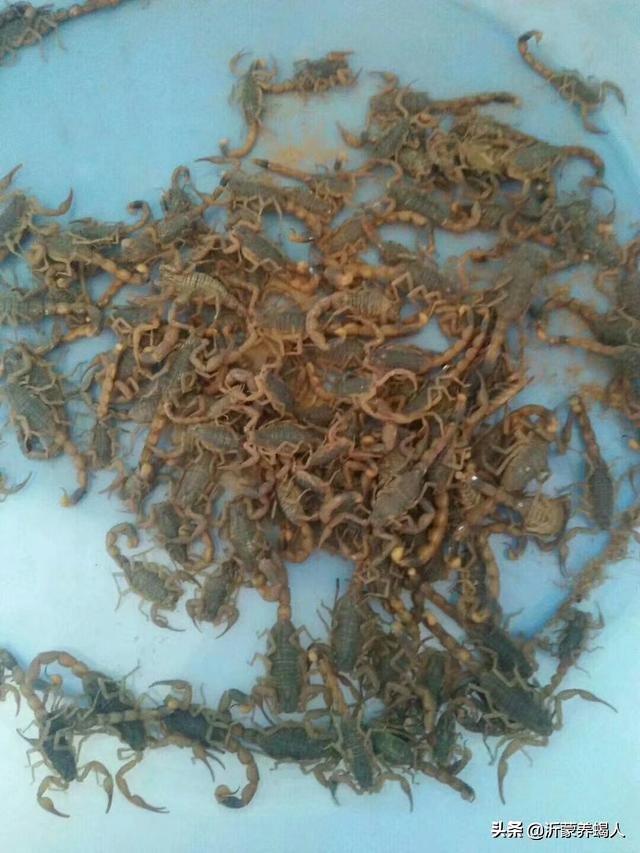 野生的比养殖的营养高吗,野生的就一定好吗