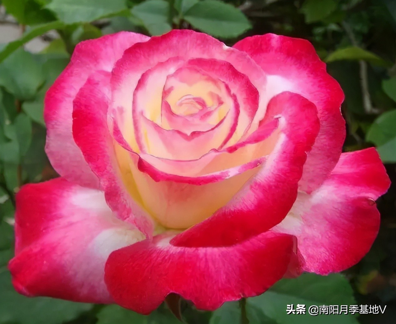 香气大的月季品种大全图片,月季十种好闻的香味