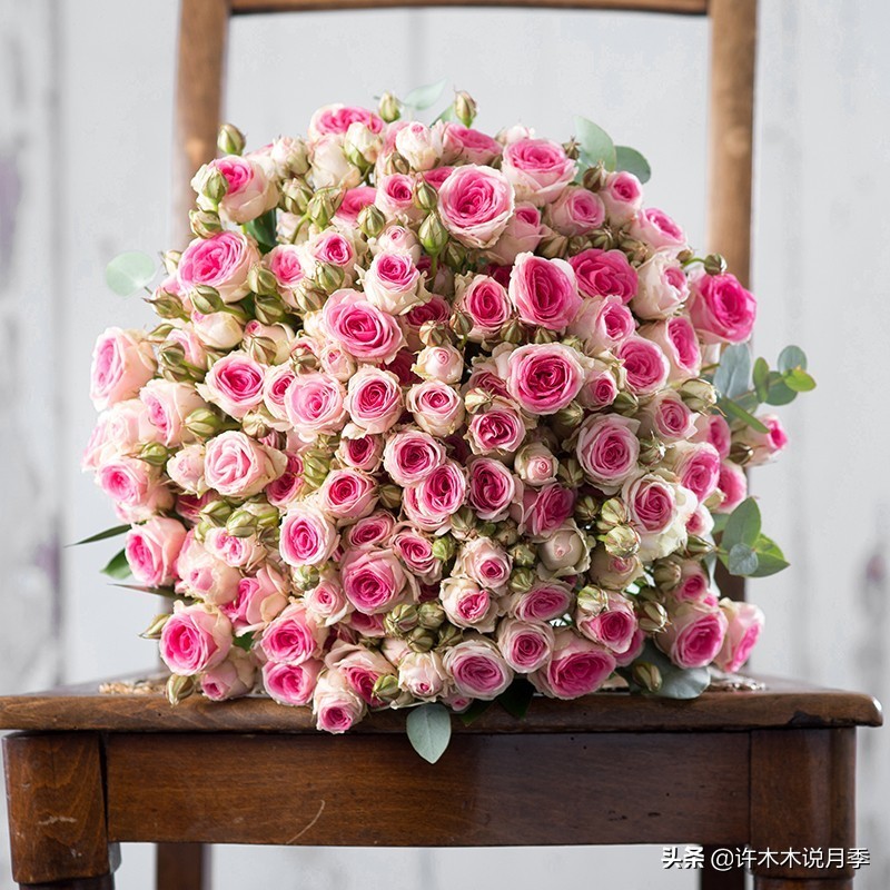 推荐一下多头月季花,100种月季品种大全