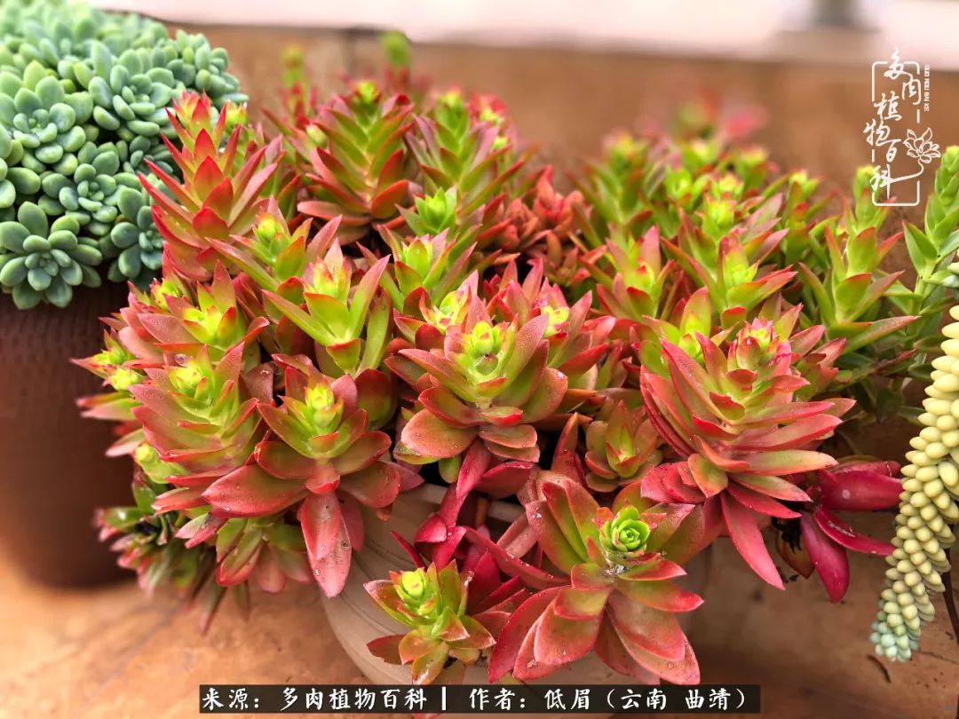 多肉怎么养度夏,多肉怎么养之度夏篇