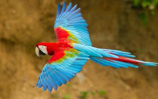 最大的金刚鹦鹉有多大,最大的鹦鹉金刚鹦鹉