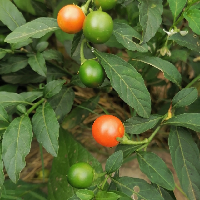 中国诗歌杂志2024年4期目录,中国诗歌周刊第185期