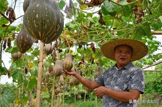 种植南瓜的管理方法,贝贝南瓜种植高产技术视频