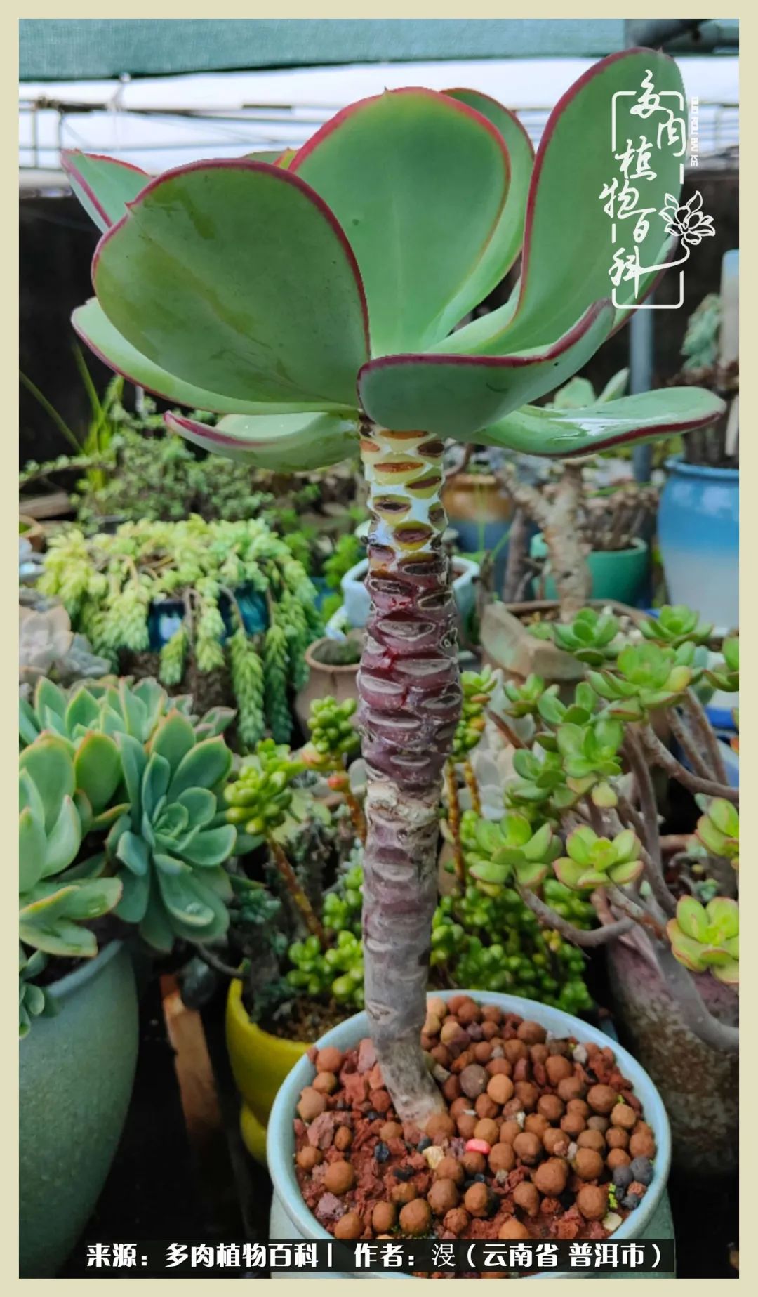 深情不及久伴,厚爱无需多言,择一“爱”,护一生