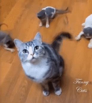 好不容易养大的猫被猪拱了,猫为什么喜欢被猪拱