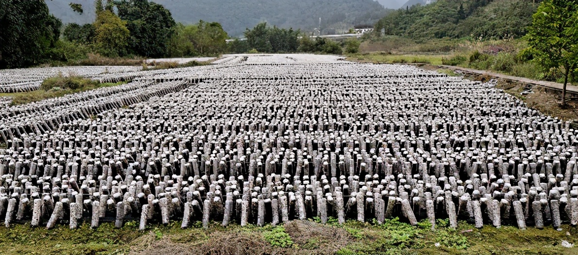 荔波发展特色农业优化结构调整,荔波四区联动