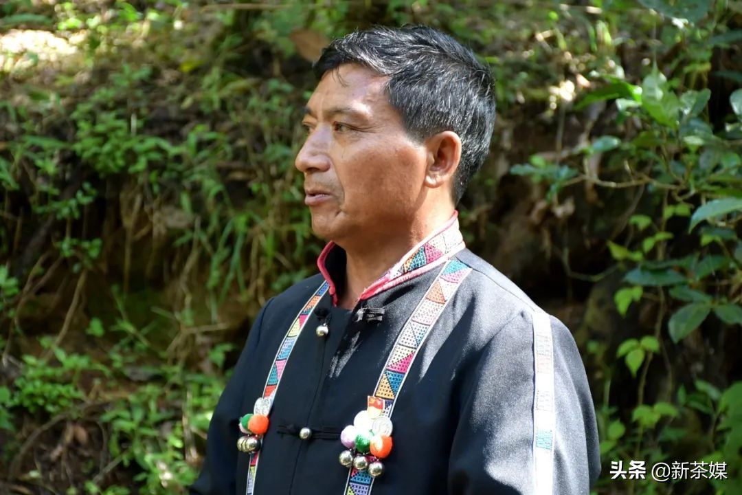 南糯山茶树王咋走,南糯山普洱茶茶树王