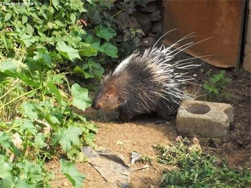 豪猪养殖投资较小、成本低、效益高，目前国内暂时处于兴起阶段