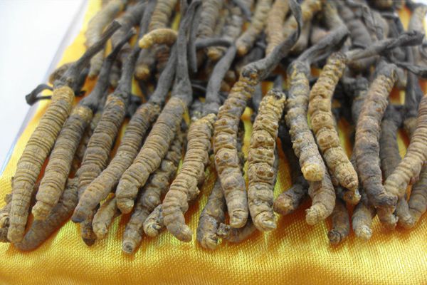 冬虫夏草高价回收,冬虫夏草回收价格明细表