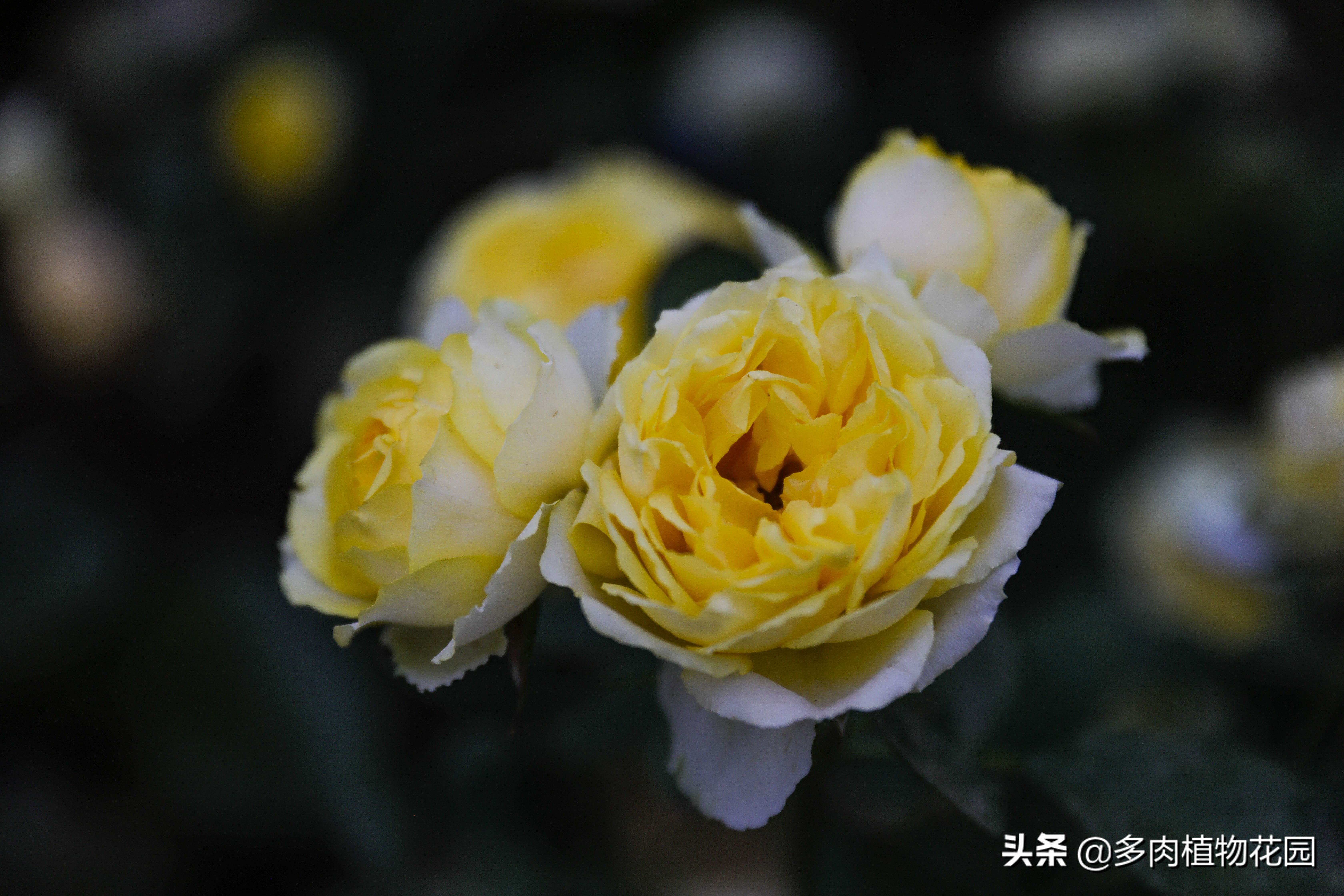 青州月季大棚怎么选,青州高杆月季哪里有