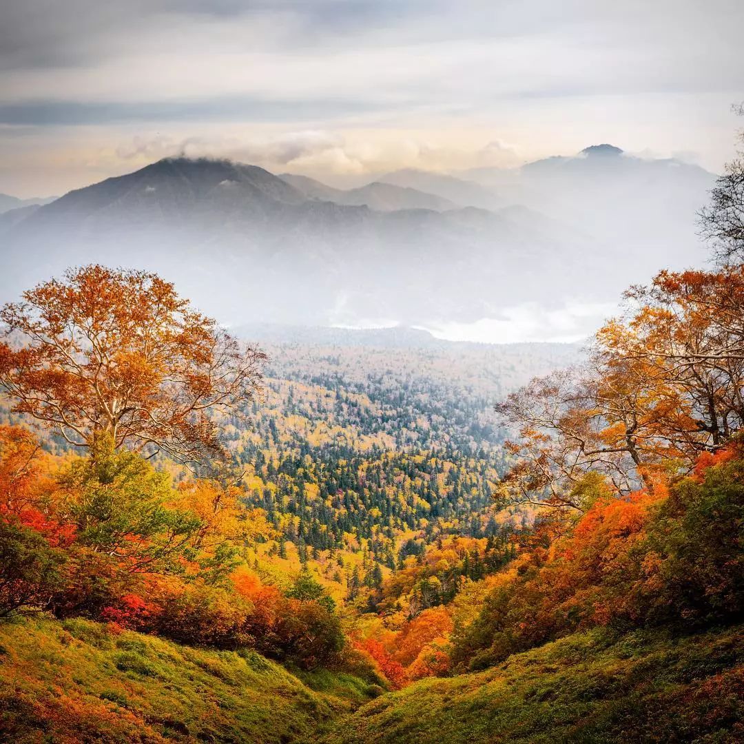 停车坐爱枫林晚风景,停车坐爱枫林晚季节