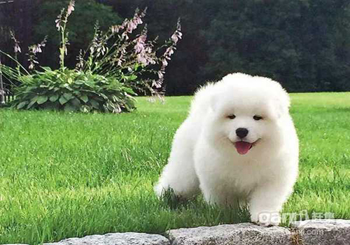 萨摩耶幼犬怎么养新手,新手养萨摩耶准备什么猫粮