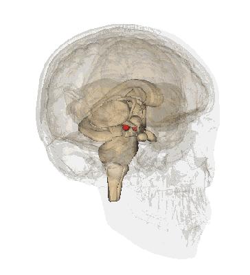得了抑郁症不管它会怎样,抑郁症如果放任不管会死吗