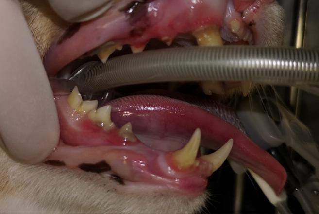 猫咪传染病科普,猫咪患了牙周炎怎么办