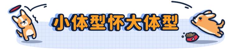 博美怀孕了会怎样,二哈让博美怀孕