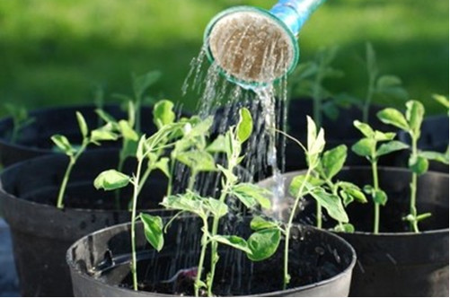 如何改善浇花水的软硬,浇花的水质比较碱性怎么改善