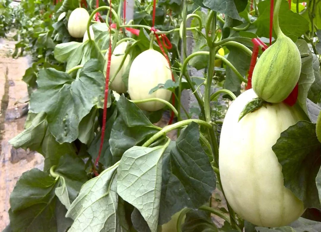 10种地下害虫10个绝招全消灭,危害萝卜的地下害虫