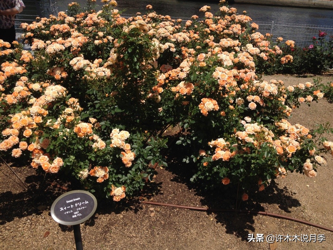 什么花藤好养又常年开花,花期长好看又好养的藤花