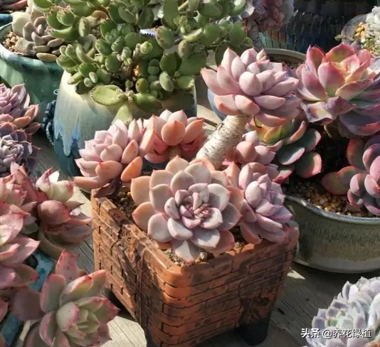 公共楼顶养多肉怎么防盗,多肉放楼顶会不会夏天晒死