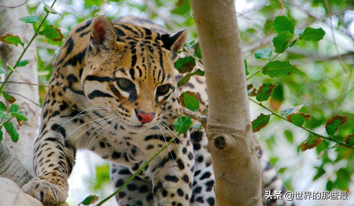 猫科猛兽动物,像虎一样的猫