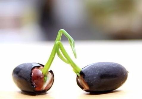 夏天怎么养花才不会绿根,盆景荷花春天怎样养护